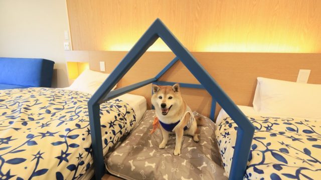 西伊豆の愛犬と泊まれる温泉旅館に2023年8月新客室が誕生！愛犬用ベッド完備の「ドッグフレンドリールーム」お試しプラン販売開始