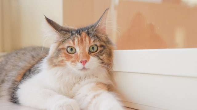 夏休みは20頭以上のネコたちと癒しの時間を！愛知県一宮市にネコカフェ出店！『Cat Café MOFF イオンモール木曽川店』OPEN！