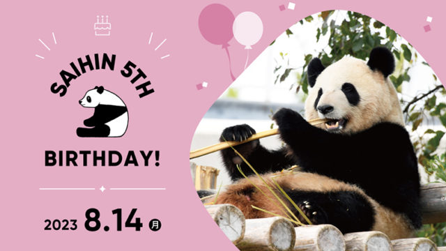 HAPPY PANDA FES ２０２３プレイベント！ジャイアントパンダ「彩浜（さいひん）」５歳の誕生会 ２０２３年８月１４日（月）
