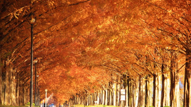 【ドライブの新定番！NEXCO中日本とのコラボで秋の絶景ドライブ旅行をご提案】高速道路周遊パス＋ホテル宿泊商品券1万円分でお得な秋旅を！